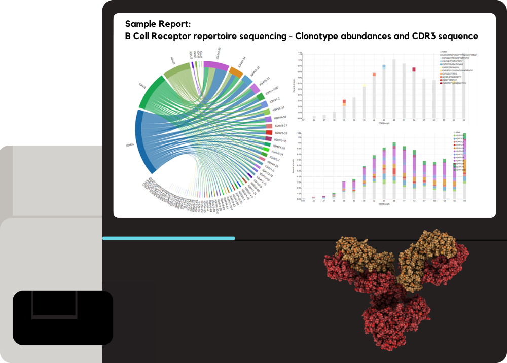NGS Service Sample report: B Cell Receptor repertoire sequencing